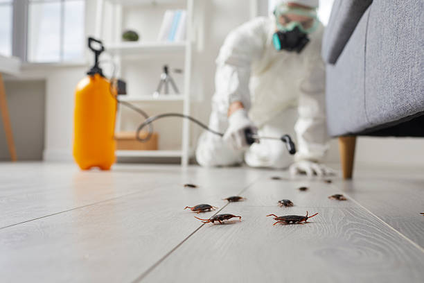 Commercial Kitchen Cockroach Control in Willow Grove